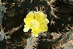 Aruba - Cactus in full bloom