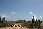 Aruba - Cactuses around the Chapel of Alto Vista