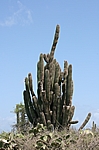 Aruba - Huge Cactus
