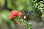 Aruba - Butterfly Farm at Palm Beach (www.thebutterflyfarm.com)