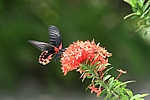 Aruba - Butterfly Farm at Palm Beach
