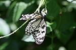 Aruba - Butterfly Farm at Palm Beach