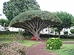 Insel Faial (Azoren) - Horta, Jardim de Florencio Terra