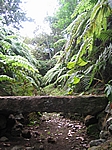 Insel Faial (Azoren) - Botanischer Garten bei Flamengos