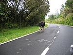 Insel Faial (Azoren) - Tierischer Gegenverkehr auf dem Weg hinauf zur Caldeira am Cabeco Gordo (1.043 m)