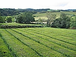 Insel Sao Miguel (Azoren) - Europas einzige Teeplantagen "Plantações de Chá Gorreana"
