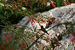 Curacao - Kolibri vor unserer Terrasse im Royal Sea Aquarium Resort