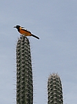 Curacao - Ein Exemplar des allseits bekannten Fakirvogels ;-)