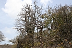 Curacao - Windschiefe Divi-Divi-Bäume im Christoffel Nationalpark