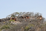Curacao - Windschiefe Divi-Divi Bäume im Christoffel Nationalpark