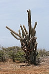 Curacao - Riesige Kakteen im Christoffel Nationalpark