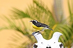 Curacao - Gelbbrustzuckervogel im Christoffel Nationalpark, auch "Zuckerdieb" bzw. holländisch "Suikerdiefje" genannt (siehe Schnabel)