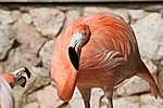 Curacao - Flamingo