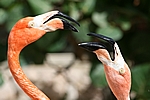 Curacao - Schnatternde Flamingos