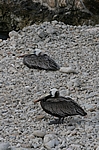 Curacao - Pelikane