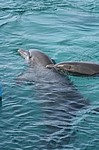 Curacao - Delphinmutter mit Kind im Sea Aquarium