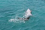 Curacao - Delphin im Sea Aquarium
