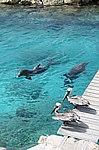 Curacao - Delphine und Pelikane im Sea Aquarium