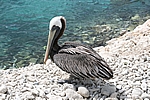 Curacao - Pelikan im Sea Aquarium