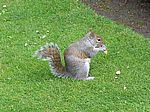 Eichhörnchen am Kensington Palace