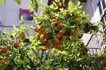 Soller, Orangenbaum