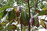 Der weltberühmte Chuao-Kakao