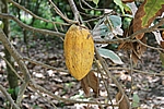 Der weltberühmte Chuao-Kakao