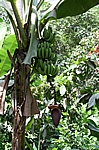 Bananenpflanze in der Kakaoplantage bei Chuao