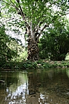 Seltsamer Baum in der Kakaoplantage bei Chuao