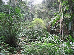 Dschungeltour durch den Nationalpark Henri Pittier