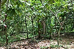 Hacienda Bukare - Kakaoplantage