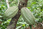 Hacienda Bukare - Kakaofrüchte