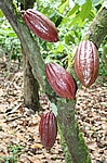 Hacienda Bukare - Kakaofrüchte