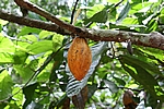 Hacienda Bukare - Kakaofrucht