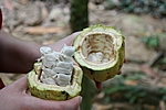 Hacienda Bukare - frische Kakaobohnen (schmecken süsslich)