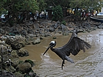 Fischmarkt in Rio Caribe - Pelikane