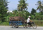 Im Mekong-Delta - Zwei Büffelstärken und ein Moped