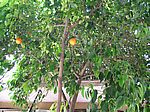 Lefkosia (Nicosia) - Orangenbaum in der Altstadt