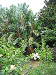 Insel Faial (Azoren) - Botanischer Garten bei Flamengos