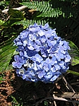 Insel Faial (Azoren) - Wegen der allgegegenwärtigen blauen Hortensien wird Faial auch Ilha Azul genannt