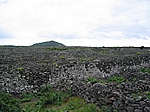 Insel Pico (Azoren) - Typische Lavasteinhaufen; schützen die Weinreben und speichern die Wärme (UNESCO Weltkulturerbe)