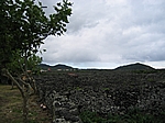 Insel Pico (Azoren) - Typische Lavasteinhaufen; schützen die Weinreben und speichern die Wärme (UNESCO Weltkulturerbe)