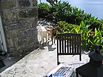 Insel Sao Miguel (Azoren) - Tierischer Besuch in unserem Häuschen in Ribeira Quente