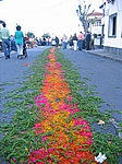 Insel Sao Miguel (Azoren) - Zertretene Blumenteppiche nach dem Fest "Festa de Sao Paulo" in Ribeira Quente (28.-30.09.07)