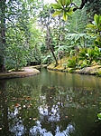 Insel Sao Miguel (Azoren) - Furnas; Parque Terra Nostra (1854)