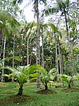Insel Sao Miguel (Azoren) - Furnas; Parque Terra Nostra (1854)
