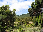 Insel Terceira (Azoren) - Üppige Vegetation am Algar do Carvão (geschlossen)