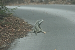 Curacao - Große Echse im Christoffel Nationalpark (mit 300er Tele durch die Frontscheibe, da extrem schreckhaft)