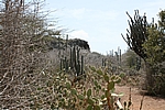 Curacao - Unterwegs im Christoffel Nationalpark