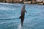 Curacao - Delphin im Sea Aquarium
